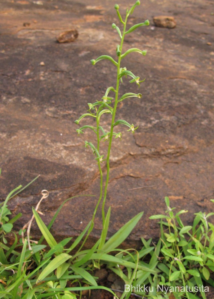 Habenaria viridiflora (Rottler ex Sw.) R.Br. ex Spreng.